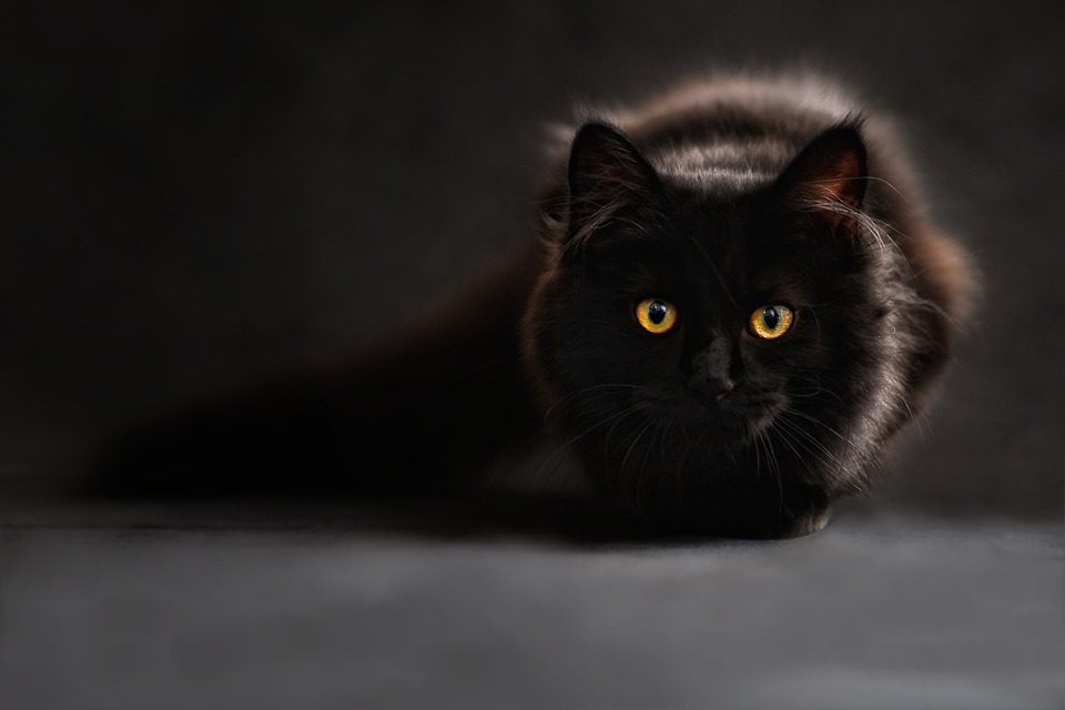 ¿Por qué los gatos negros se asocian a la mala suerte?
