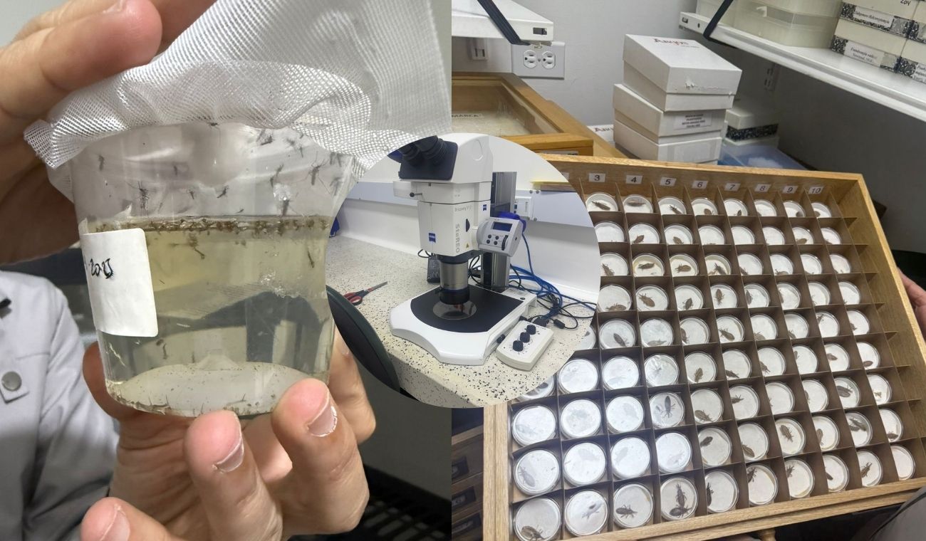 ¡Escudo anti-dengue! Rey estrena logro clave contra la fiebre amarilla